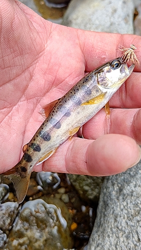 ヤマメの釣果