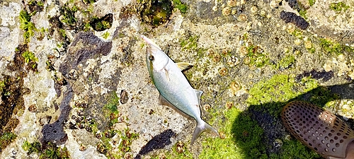 ショゴの釣果