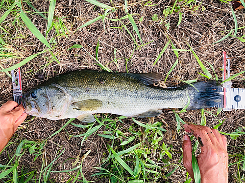 ブラックバスの釣果