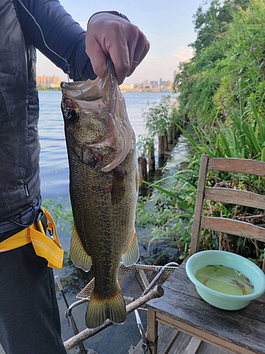 ブラックバスの釣果