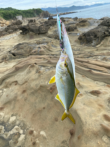 カマスの釣果