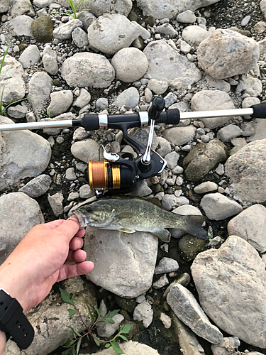 スモールマウスバスの釣果