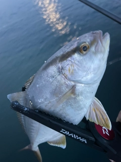 ショゴの釣果