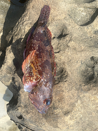 カマスの釣果