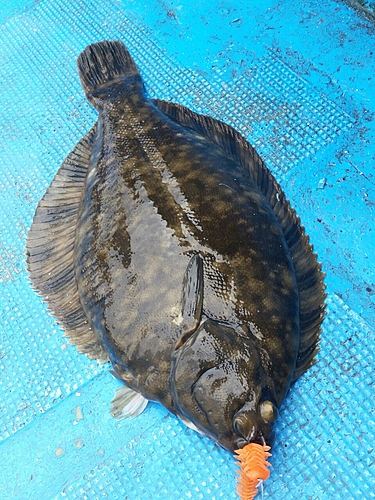 カレイの釣果