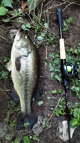 ブラックバスの釣果