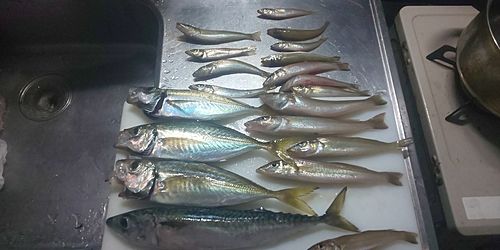 アジの釣果