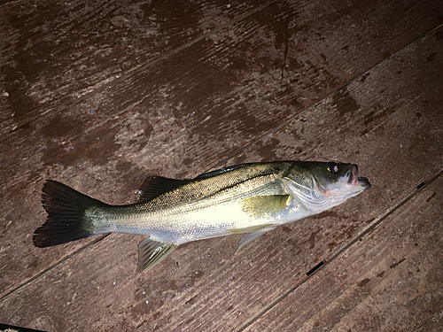 セイゴ（マルスズキ）の釣果