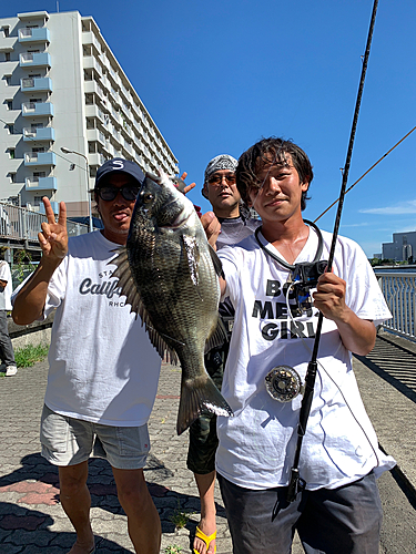 クロダイの釣果