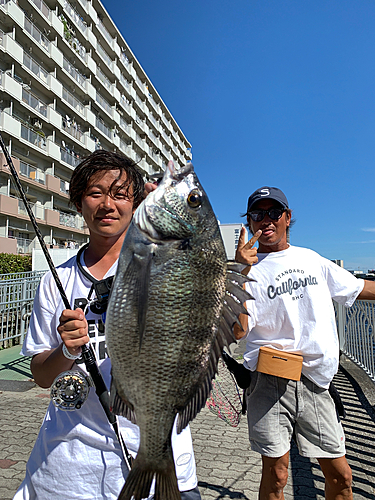 クロダイの釣果