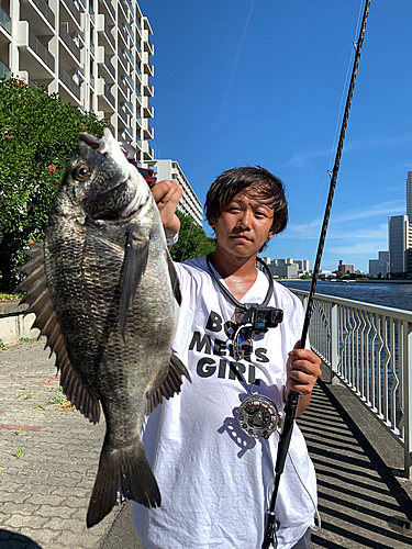 クロダイの釣果