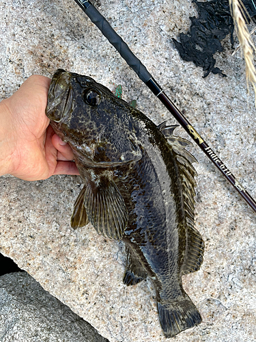 ベッコウゾイの釣果