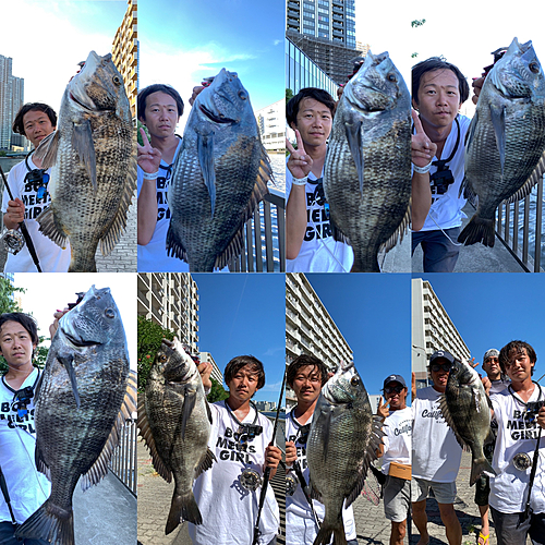 クロダイの釣果