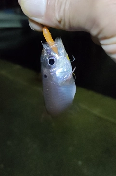 ミナミハタンポの釣果