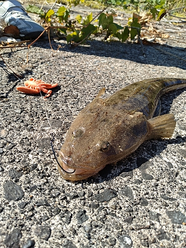 マゴチの釣果