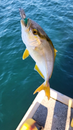 ショゴの釣果