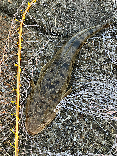 マゴチの釣果