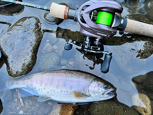 ニジマスの釣果