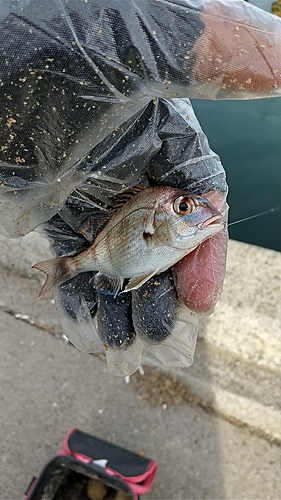 チャリコの釣果