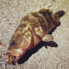 アコウの釣果