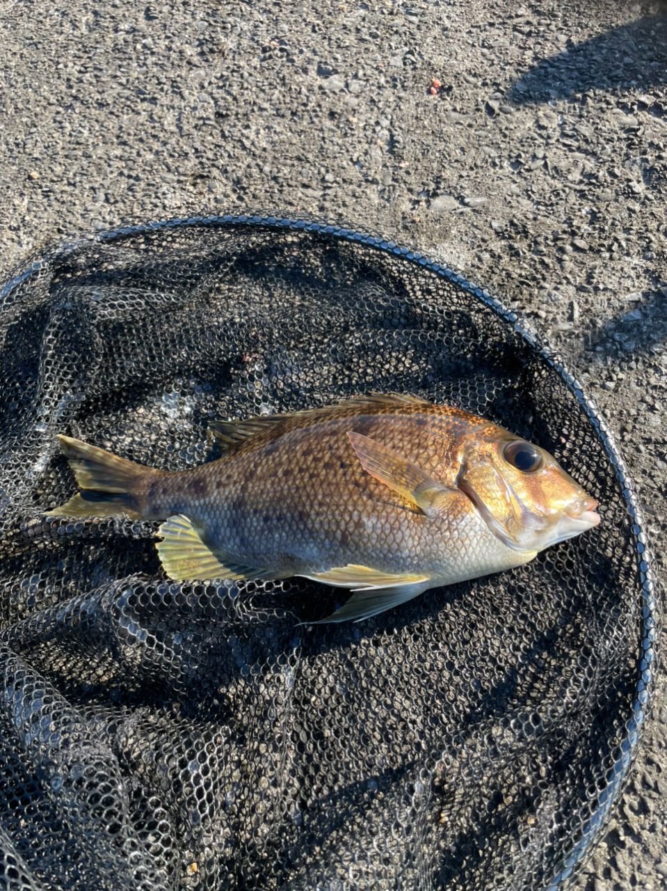 よしよし0929さんの釣果 2枚目の画像