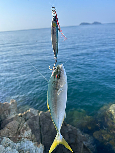 ツバスの釣果