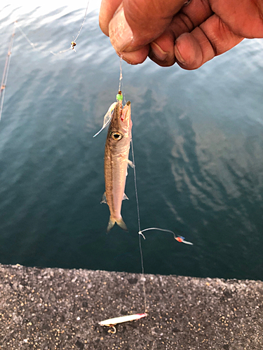 アカカマスの釣果