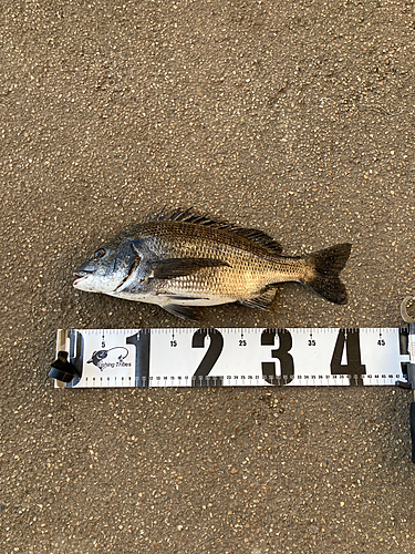 クロダイの釣果