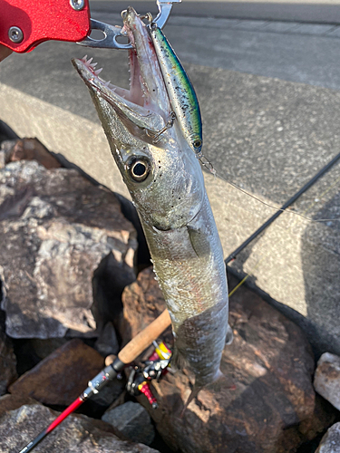 カマスの釣果