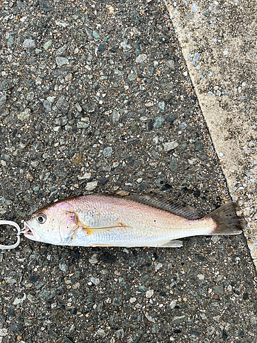 シログチの釣果