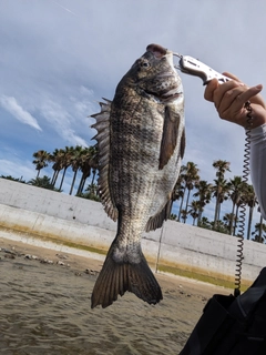 チヌの釣果