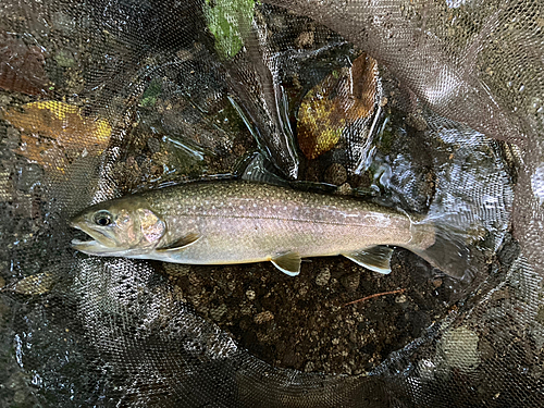 イワナの釣果