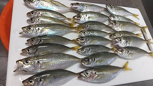 アジの釣果