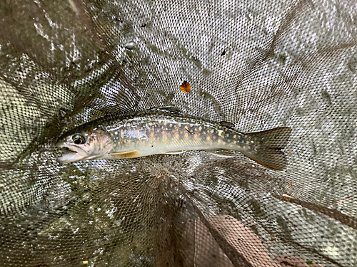 イワナの釣果