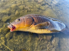 コイの釣果