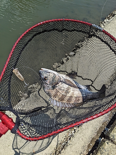 チヌの釣果