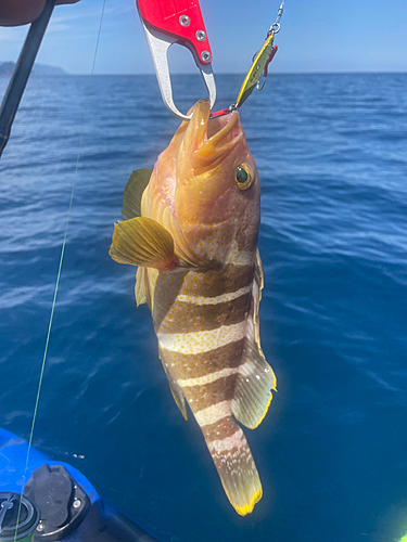 アオハタの釣果