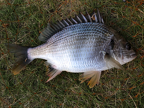 キビレの釣果