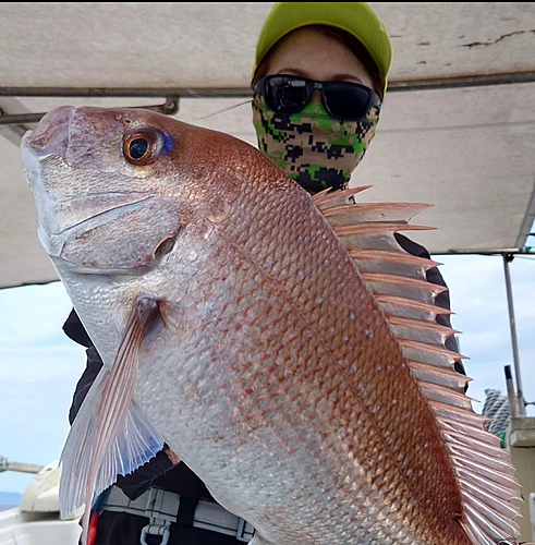 タコの釣果