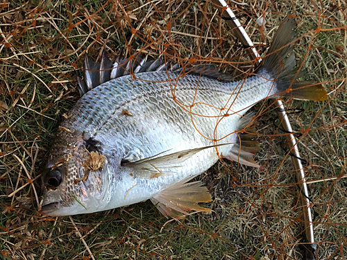 キビレの釣果