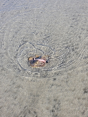 エイの釣果