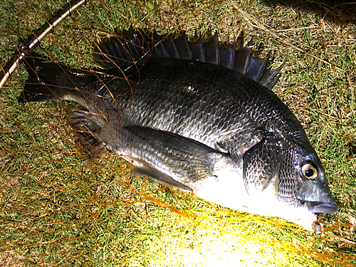 チヌの釣果