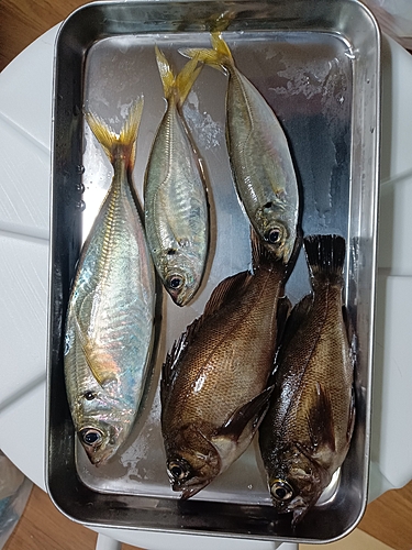 アジの釣果