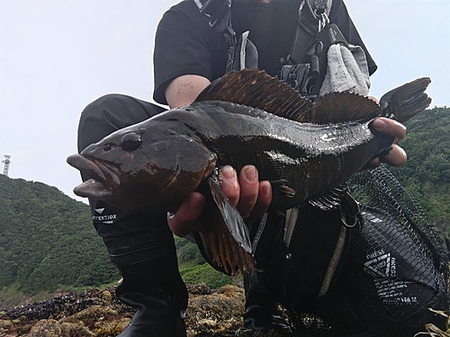 アイナメの釣果