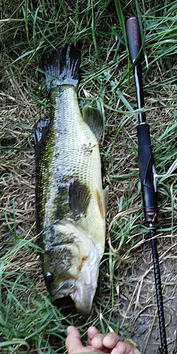 ブラックバスの釣果