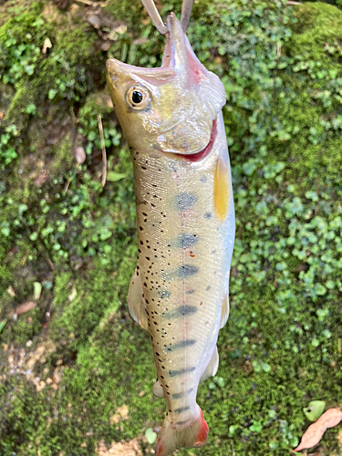 ヤマメの釣果