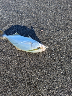 ソゲの釣果