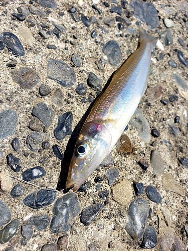 シロギスの釣果