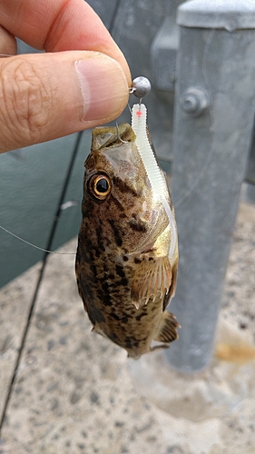 ガヤの釣果