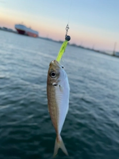 マアジの釣果